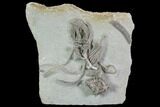Awesome, Crawforsville Crinoid Plate #87985-1